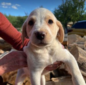 Brody a cream romanian rescue dog | 1 dog at a time rescue uk