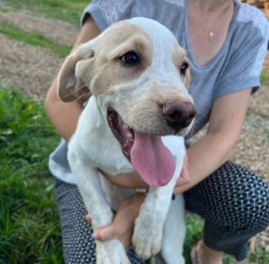 Brody a cream romanian rescue dog | 1 dog at a time rescue uk