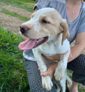 Brody a cream romanian rescue dog | 1 dog at a time rescue uk