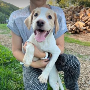 Brody a cream romanian rescue dog | 1 dog at a time rescue uk