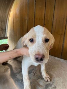Brody a white and tan Romanian rescue dog | 1 Dog at a Time Rescue UK