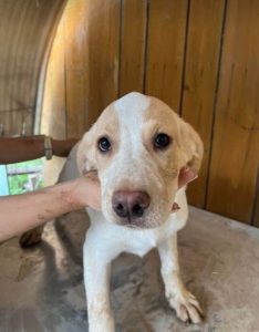 Brody a white and tan Romanian rescue dog | 1 Dog at a Time Rescue UK
