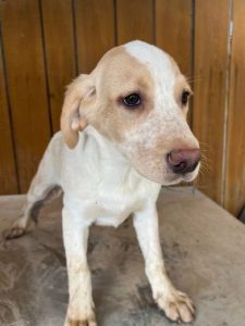 Brody a white and tan Romanian rescue dog | 1 Dog at a Time Rescue UK