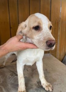 Brody a white and tan Romanian rescue dog | 1 Dog at a Time Rescue UK