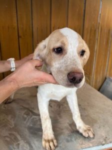 Brody a white and tan Romanian rescue dog | 1 Dog at a Time Rescue UK