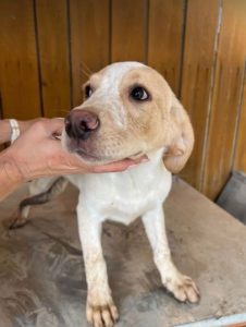 Brody a white and tan Romanian rescue dog | 1 Dog at a Time Rescue UK