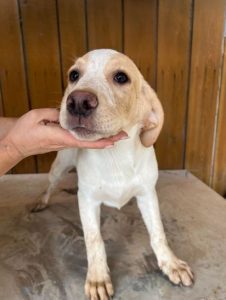 Brody a white and tan Romanian rescue dog | 1 Dog at a Time Rescue UK