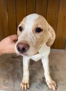 Brody a white and tan Romanian rescue dog | 1 Dog at a Time Rescue UK