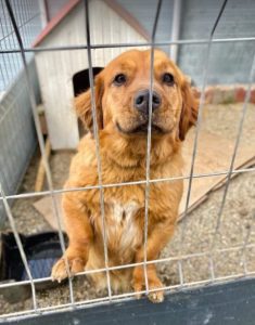 Cheri a tan coloured Romanian rescue dog | 1 Dog at a Time Rescue UK