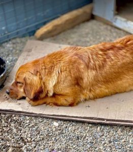 Cheri a tan coloured Romanian rescue dog | 1 Dog at a Time Rescue UK