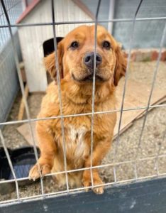 Cheri a tan coloured Romanian rescue dog | 1 Dog at a Time Rescue UK