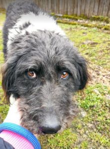 Contessa, a black and white Romanian rescue dog | 1 Dog at a Time Rescue UK