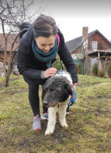 Contessa, a black and white Romanian rescue dog | 1 Dog at a Time Rescue UK