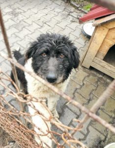 Contessa, a black and white Romanian rescue dog | 1 Dog at a Time Rescue UK