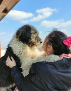 Contessa, a black and white Romanian rescue dog | 1 Dog at a Time Rescue UK