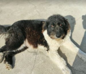 Contessa, a black and white Romanian rescue dog | 1 Dog at a Time Rescue UK