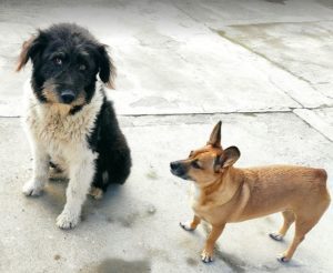 Contessa, a black and white Romanian rescue dog | 1 Dog at a Time Rescue UK