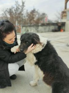 Contessa, a black and white Romanian rescue dog | 1 Dog at a Time Rescue UK