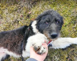 Contessa, a black and white Romanian rescue dog | 1 Dog at a Time Rescue UK