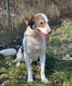 Dylan a brown and white romanian rescue dog | 1 dog at a time rescue uk