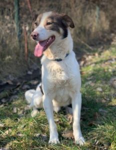 Dylan a brown and white romanian rescue dog | 1 dog at a time rescue uk