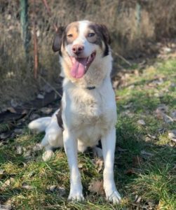 Dylan a brown and white romanian rescue dog | 1 dog at a time rescue uk