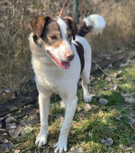 Dylan a brown and white romanian rescue dog | 1 dog at a time rescue uk