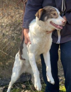 Dylan a brown and white romanian rescue dog | 1 dog at a time rescue uk