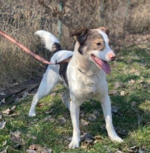 Dylan a brown and white romanian rescue dog | 1 dog at a time rescue uk