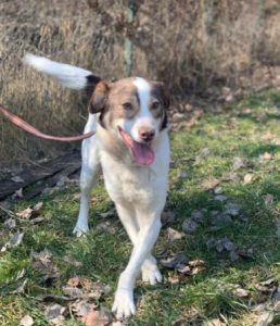 Dylan a brown and white romanian rescue dog | 1 dog at a time rescue uk