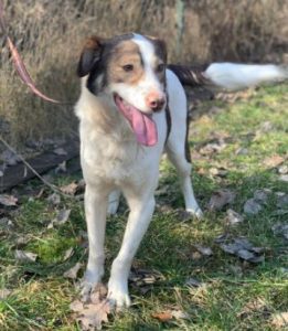 Dylan a brown and white romanian rescue dog | 1 dog at a time rescue uk