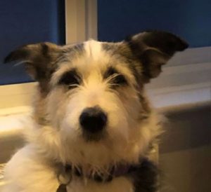 Harley a white and brown rescue dog | 1 dog at a time rescue UK