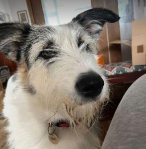 Harley a white and brown rescue dog | 1 dog at a time rescue UK