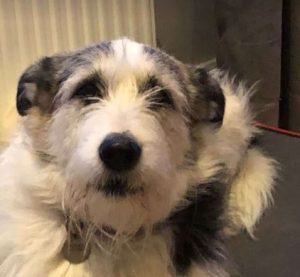 Harley a white and brown rescue dog | 1 dog at a time rescue UK