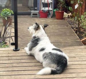 Harley a white and brown rescue dog | 1 dog at a time rescue UK
