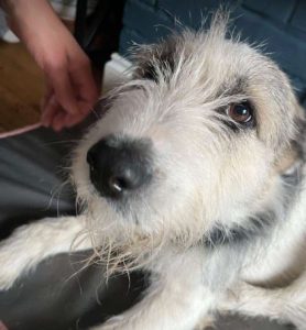 Harley a white and brown rescue dog | 1 dog at a time rescue UK