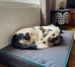 Harley a white and brown rescue dog | 1 dog at a time rescue UK