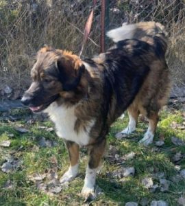 Ian a brown and white romanian rescue dog | 1 dog at a time rescue uk