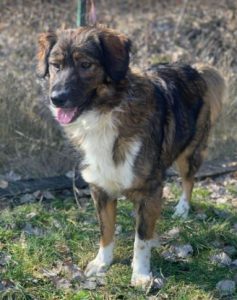 Ian a brown and white romanian rescue dog | 1 dog at a time rescue uk