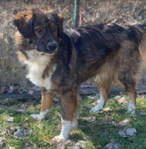 Ian a brown and white romanian rescue dog | 1 dog at a time rescue uk