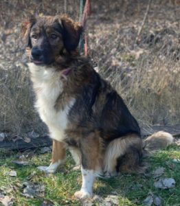 Ian a brown and white romanian rescue dog | 1 dog at a time rescue uk
