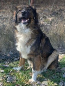 Ian a brown and white romanian rescue dog | 1 dog at a time rescue uk