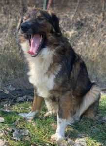 Ian a brown and white romanian rescue dog | 1 dog at a time rescue uk