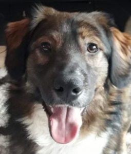 Ian a brown and white romanian rescue dog | 1 dog at a time rescue uk