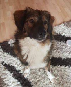 Ian a brown and white romanian rescue dog | 1 dog at a time rescue uk