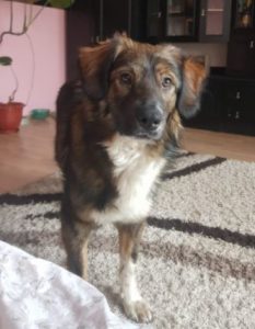 Ian a brown and white romanian rescue dog | 1 dog at a time rescue uk