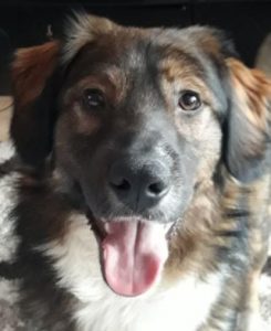 Ian a brown and white romanian rescue dog | 1 dog at a time rescue uk