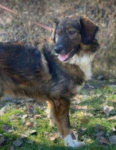 Ian a brown and white romanian rescue dog | 1 dog at a time rescue uk