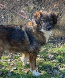 Ian a brown and white romanian rescue dog | 1 dog at a time rescue uk