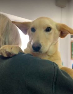 Jeffery a cream Romanian rescue dog | 1 Dog at a Time Rescue UK